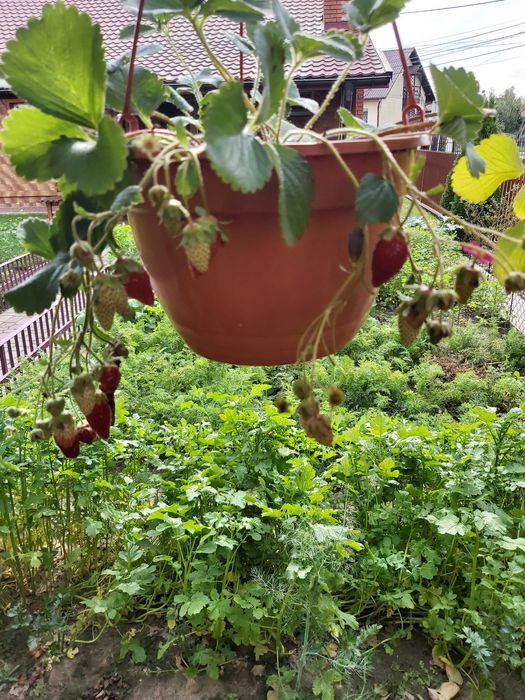 Sadzonki truskawek w donicy