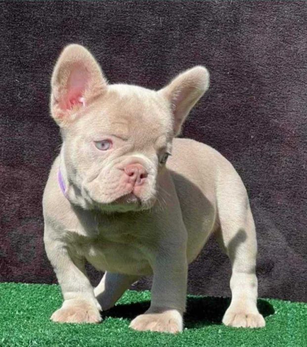 Buldog Francuski  NEW SHADE  Isabella PLATINUM Lilac
