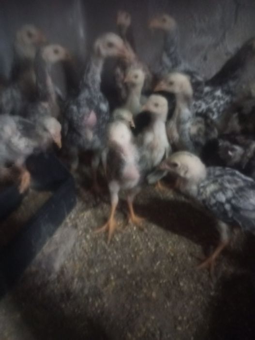 Vendo pintos indios