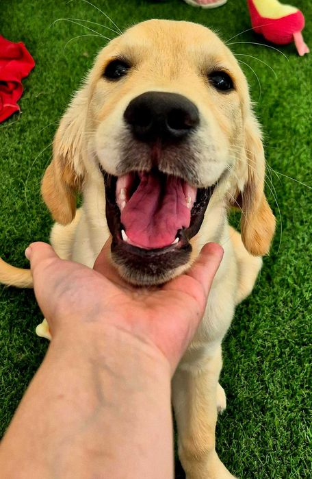 Petsitting e Estadia Familiar