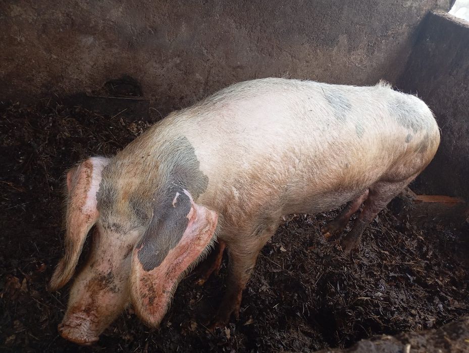 Porca criação caseira