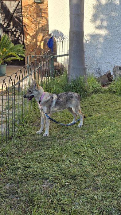 Cão lobo Checoslováco com LOP