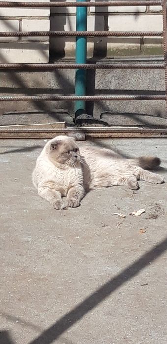 Шотландский кот . Вязка