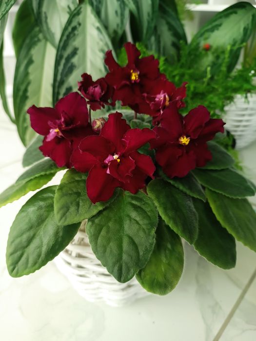 Продам дітки та квітучі фіалки різних сортів