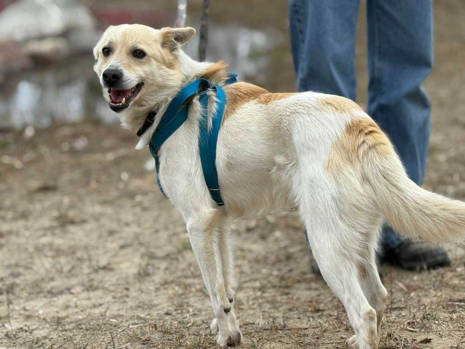 Nieśmiały na początku, wyjątkowy na zawsze – Szczypior do adopcji