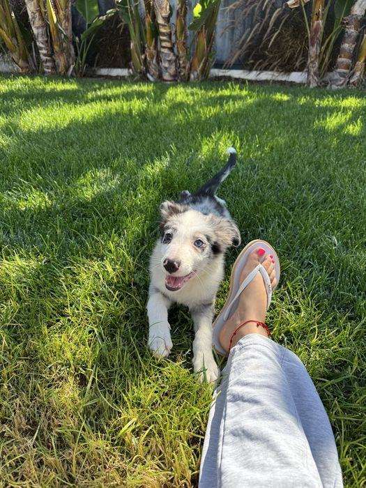 Border Collie Macho Merle