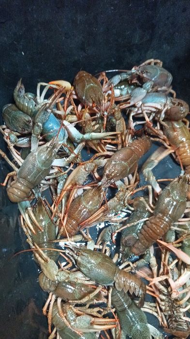 Раки оптом роздріб