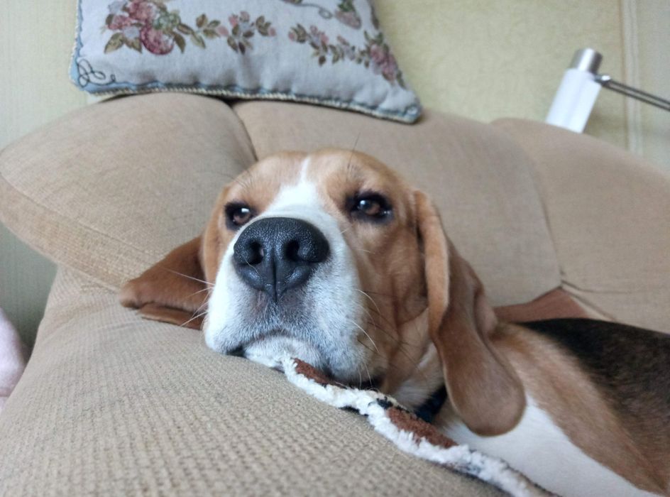 Вязка з біглем, дає дуже гарне потомство