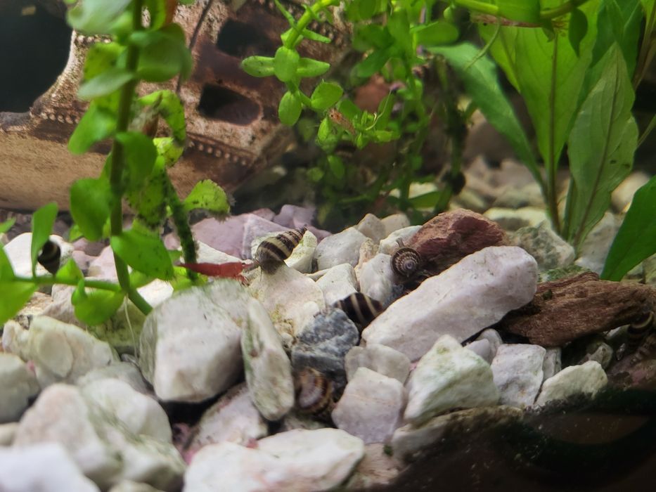 Slimak helenka 20 szt 10zł