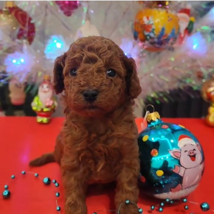 Хлопчик Марсель чекає люблячу родину