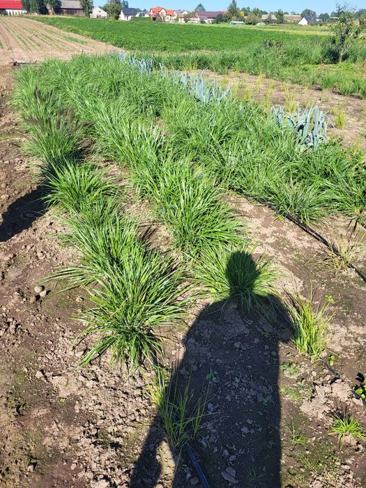 Trawa ozdobna Rozplenica Japońska