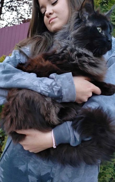 Мейн Кун, Maine Coon, Black, чёрного окраса