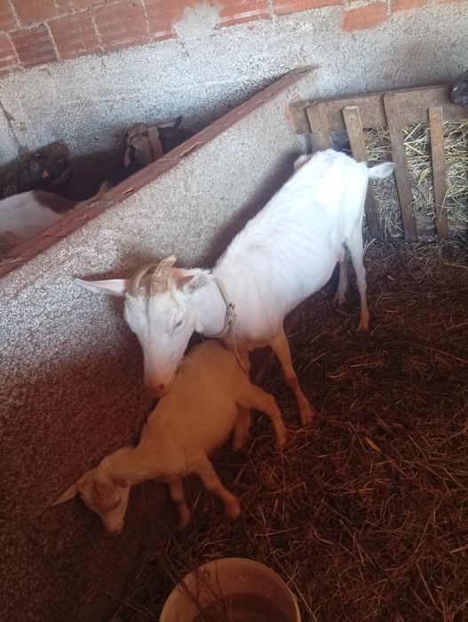 Cabras para mudar pasto
