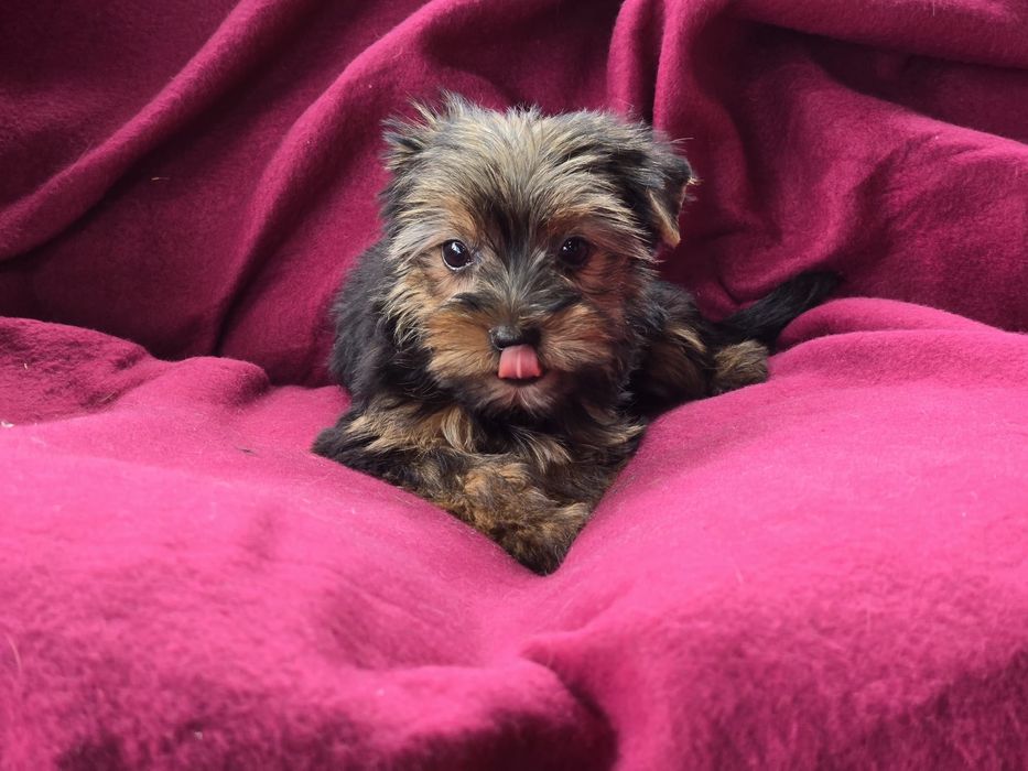 Suczka Yorkshire terrier