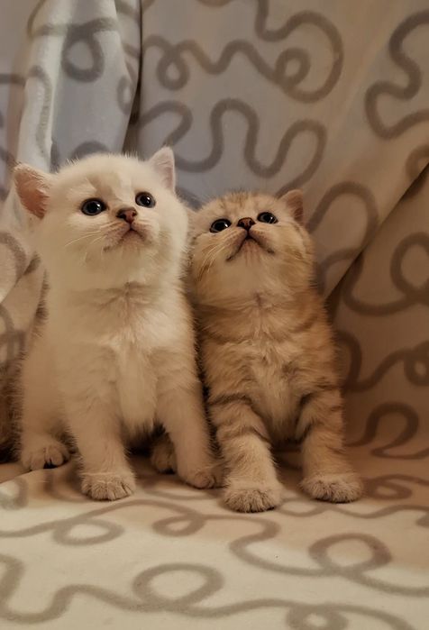 Одесские котята короткошёрстные