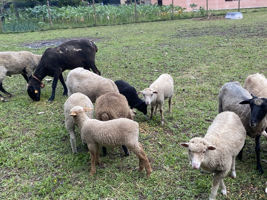 Ovelhas e anhos