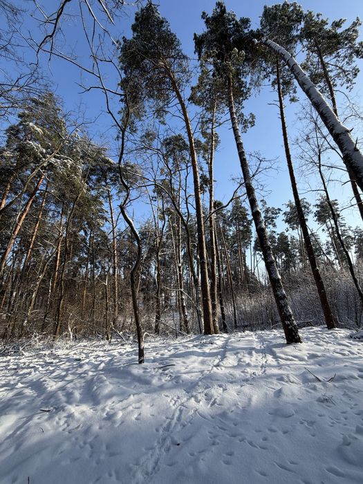 Ділянка у сосновому лісі 8-10 соток с. Ходосівка Новообухівська траса