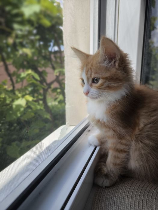 Руда кішечка. Котики. Кошеня. Руде кошеня