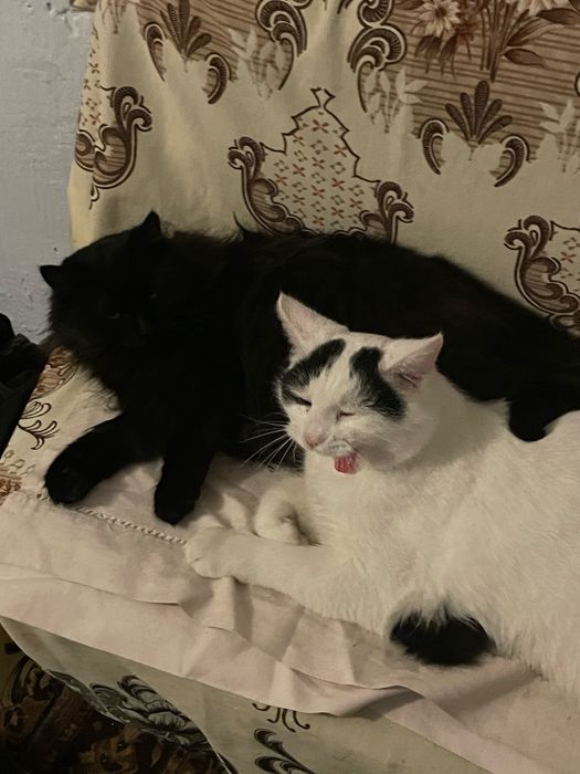 Віддам котиків у добрі руки