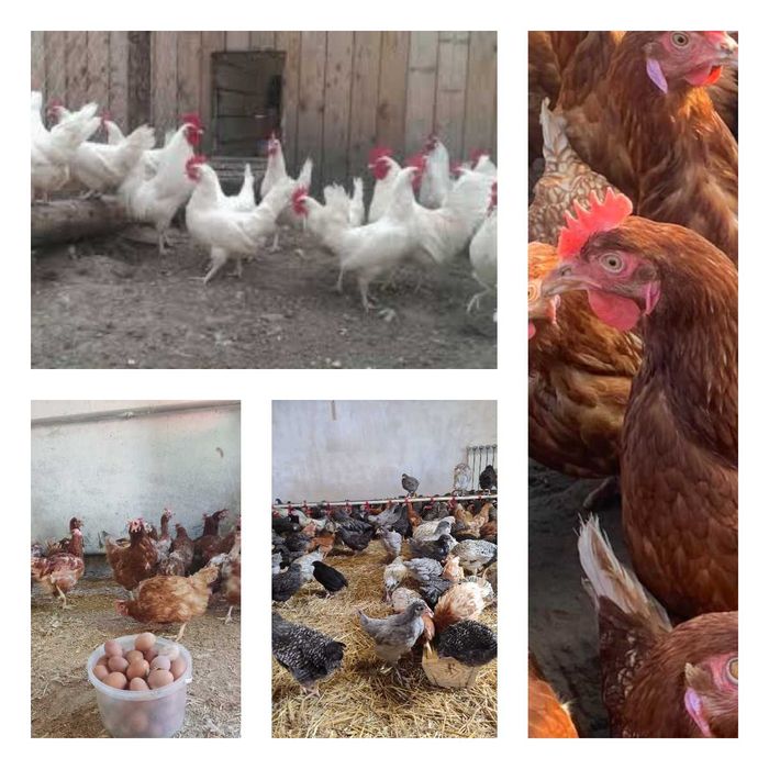 Продам кури несушки! Доставка безкоштовна. Краснопавлівка!