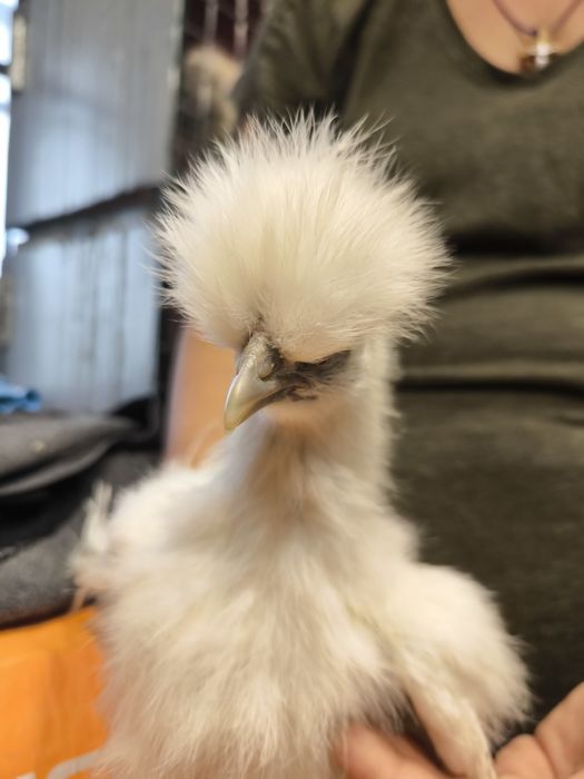 Курчата Кітайска Шовкова