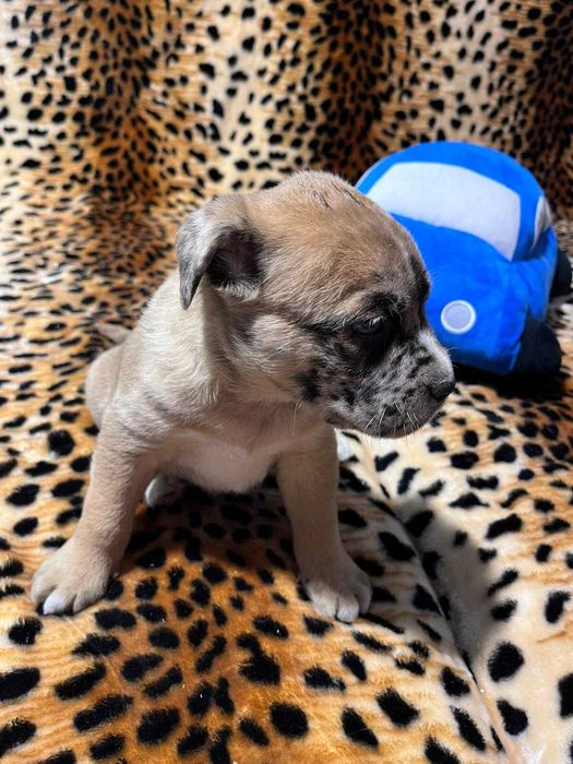 Amstaff suczka merle