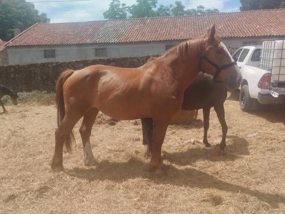 Égua bretona Laza