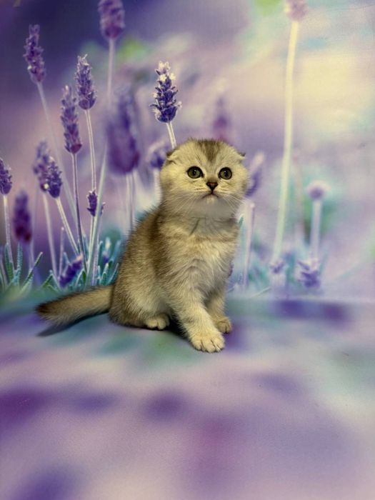 Висловухий хлопчик Фіма