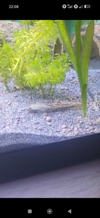 Peixe de Aquário Góbio Cavalo Stiphodon