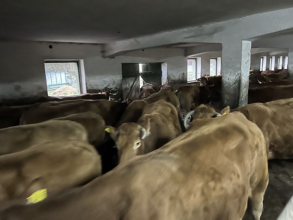 Skup bydła krowy byki jałowki odsadki szybka płatnosc