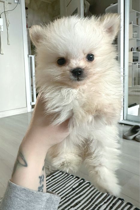 Цуценятка померанці крем