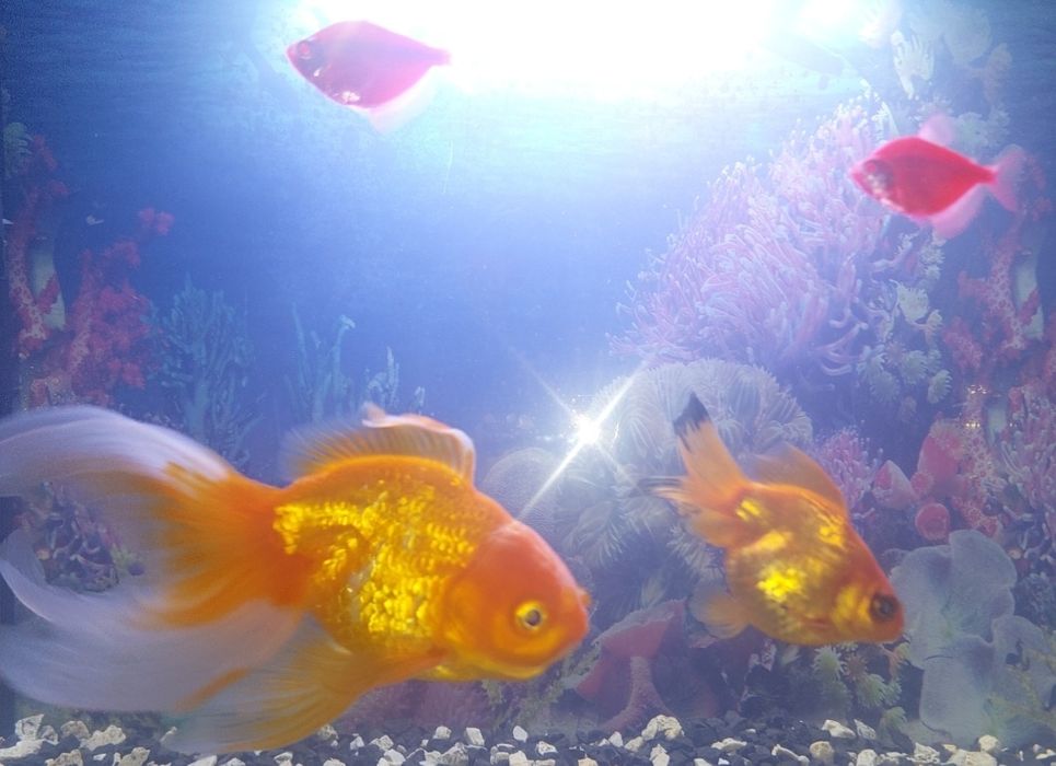 Продам Аквариумных Рыбок. Харьков!