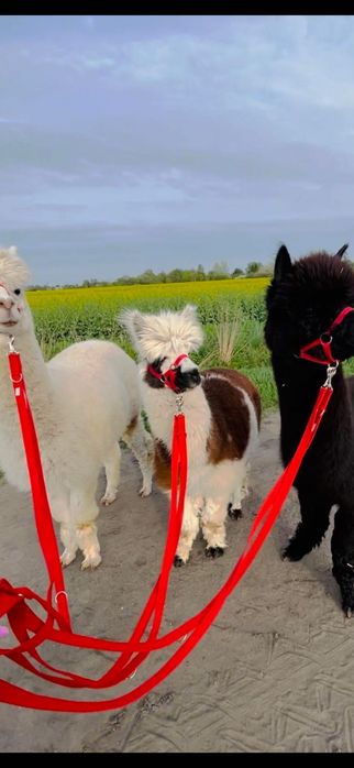 Sympatyczny samiec alpaki mini zoo spacery