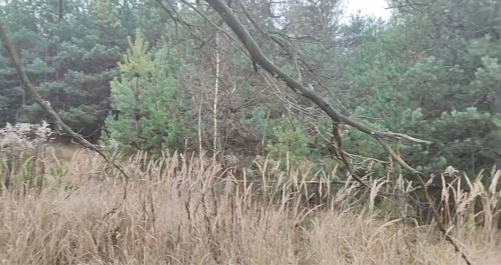 Продам заліснену земельну ділянку під базу відпочинку!!!