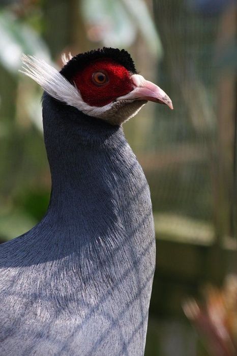 Продам фазана ушастого