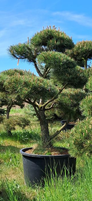 Bonsai sosna bonsai 300cm super jako producent Nowy Dwr  OLX.pl