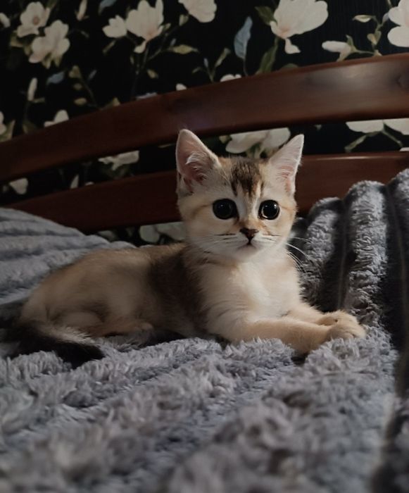 Малючки золота шиншила