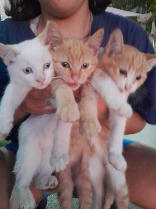 Gatos para adopção responsável