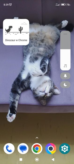 Zaginął kot -Andrespol