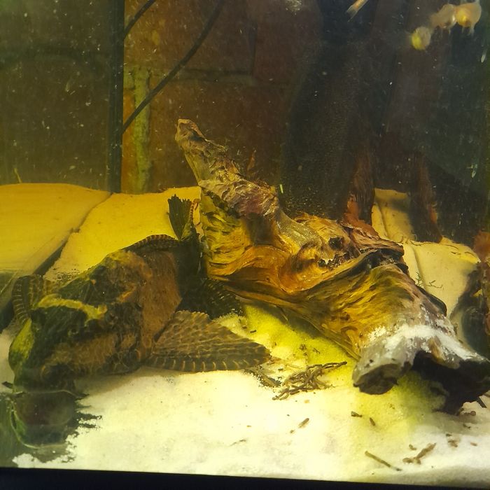 Duży glonojad Lamparci