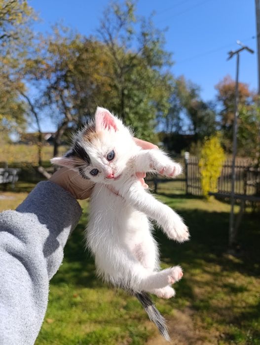 Відаю в добрі руки кошенят, всі дівчатка
