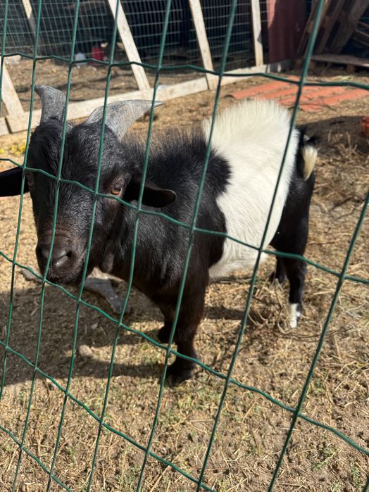 Vender cabras anâs