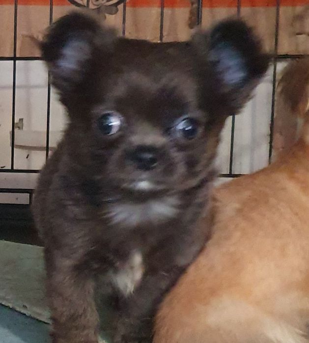 Голубой мальчик чихуахуа