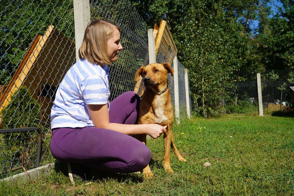 Wawrzyn - rudy pies szuka domu