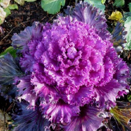 20 sementes de Couve Ornamental - Brassica oleracea acephala