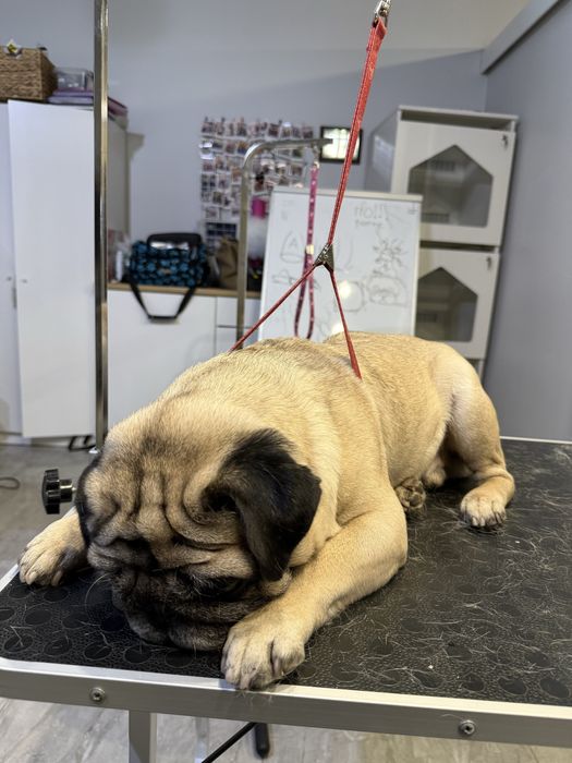 Грумінг собак /