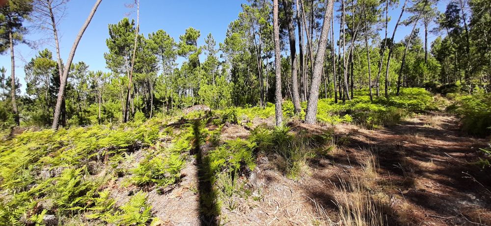 Pinhal sito à Portela, com bons acessos.