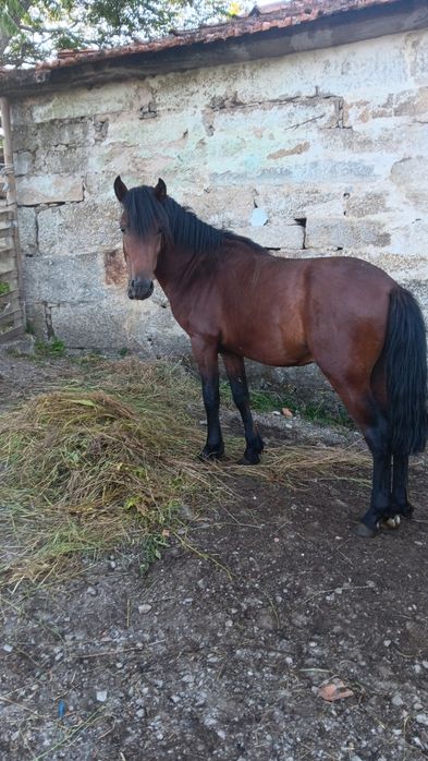 Cavalos garranos