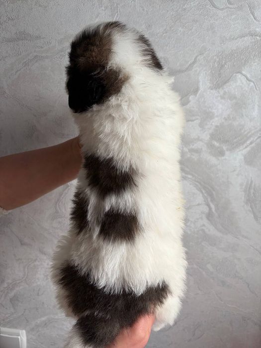 Цуценята московської сторожової