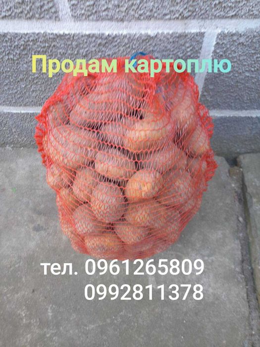 КартопляДомашня велика
